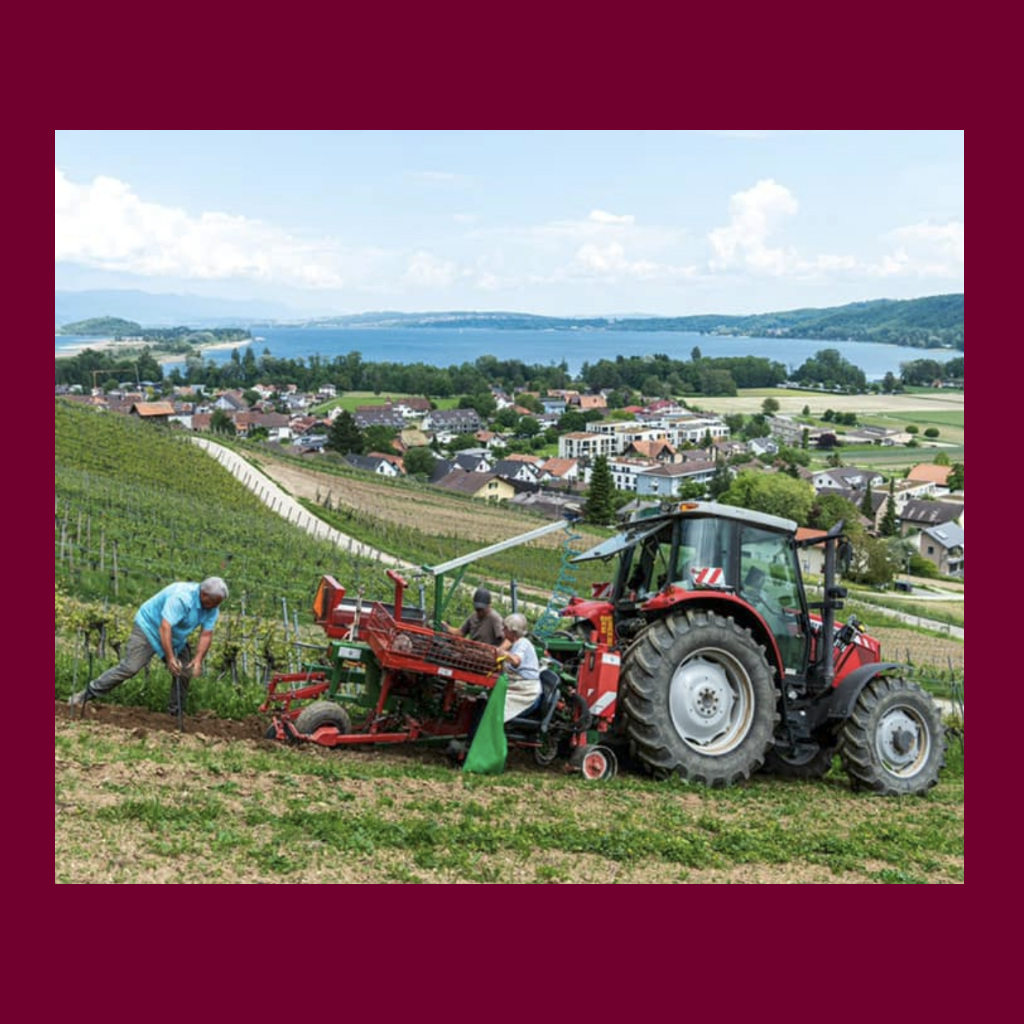 marolf_weinbau_UEBERUNS_INFRASTUKTUR