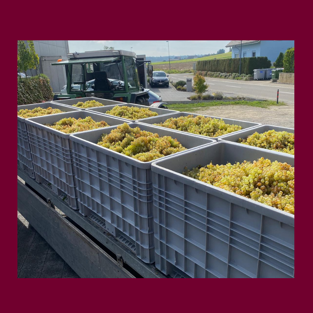 marolf_weinbau_UEBERUNS_INFRASTUKTUR_2